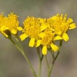 Hymenothrix wislizeni Flor