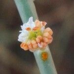 Randonia africana 花