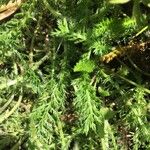 Achillea odorataList