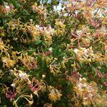 Lonicera etrusca Συνήθη χαρακτηριστικά