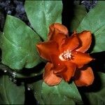 Pereskia bleo Flor