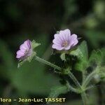 Geranium divaricatum Flor