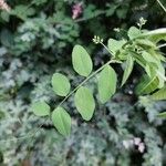 Vicia dumetorum Leaf