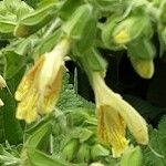 Salvia glutinosa Flower