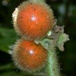 Solanum candidum Frukto