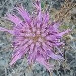 Atractylis humilis Flower