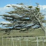 Nothofagus pumilio موطن