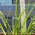 Cyperus difformis Otro