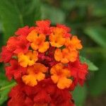 Lantana camaraFlower