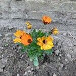 Dimorphotheca sinuata 花