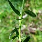 Polygala monspeliaca 叶