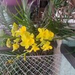 Cyrtopodium andersonii Çiçek