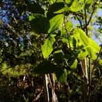 Clematis mauritiana Leaf