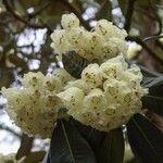 Rhododendron macabeanum Çiçek