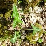 Arum italicum অভ্যাস