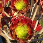 Aeonium arboreum Folha