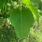 Tilia dasystyla List