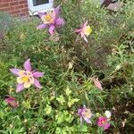 Aquilegia formosa Flower