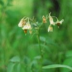 Solanum cardiophyllum പുഷ്പം