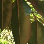 Chrysophyllum cainito Hoja