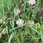 Oenanthe sarmentosa Flower