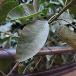 Nicotiana glauca Leaf