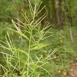 Epilobium coloratum Fruit