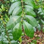 Ligustrum vulgare Levél