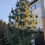 Pinus parviflora موطن