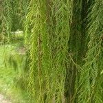 Cupressus pendula 葉