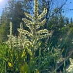 Veratrum californicum Flor