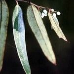 Smilax laurifolia Fuelha