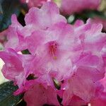 Rhododendron argyrophyllum 花