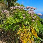 Daucus decipiens Buveinė