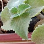 Coleus amboinicus Leaf