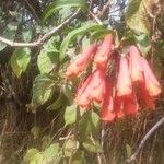 Bomarea costaricensis Flower