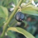 Sarcococca orientalis Ovoce