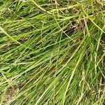 Carex nachiana Hoja