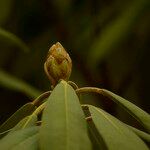 Rhododendron sikangense Otro