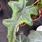 Alocasia scalprum Leaf