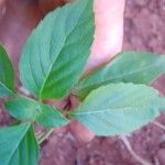 Ocimum campechianum Blad