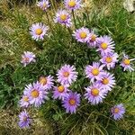 Aster amellus Habitatea