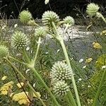 Eryngium yuccifolium Květ