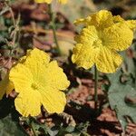 Luffa aegyptiaca Flower