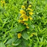 Lysimachia punctataFlower