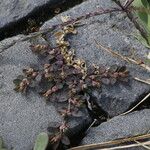 Euphorbia maculataFruit