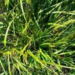 Carex excelsa Hábito