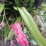 Rodriguezia lanceolata 花
