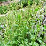 Rumex scutatus عادت داشتن