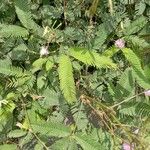 Mimosa pudica Lehti